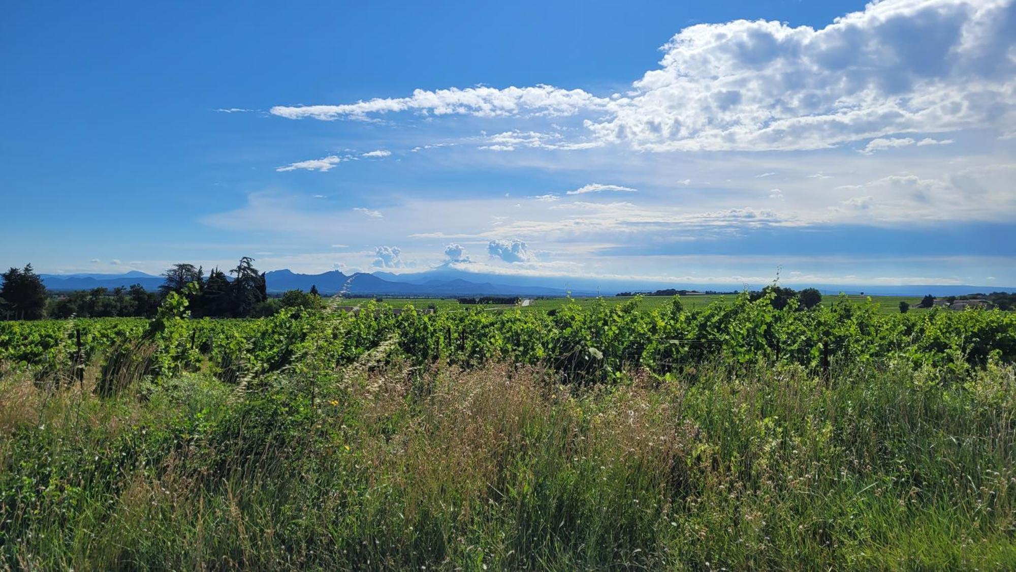 Le Willow Châteauneuf-du-Pape Exterior foto